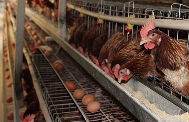 The Factors Affecting Laying Hens Yizemetal Wire Mesh Fence And Poultry Equipment 